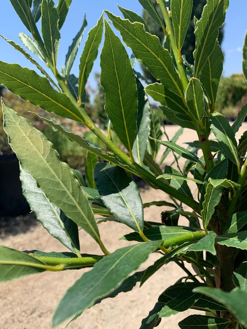 Live Sweet Bay Plant in 6" Pot – Aromatic Laurus nobilis for Cooking & Garden