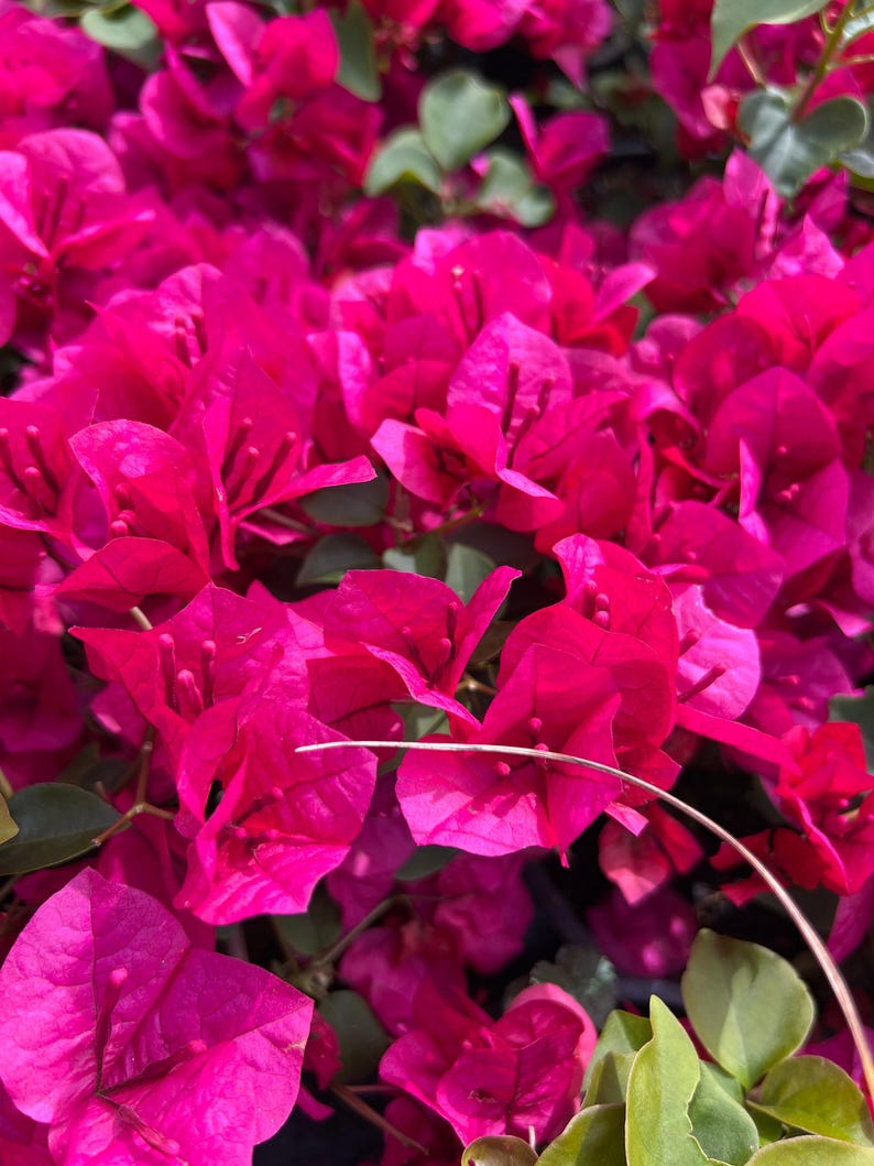 Bougainvillea Plant 1-Gallon Pot La Jolla Variety Evergreen Shrub for Gardens & Landscapes Bougainvillea glabra