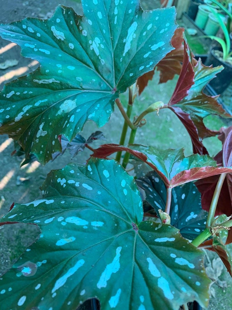 Begonia Live Plant in 6" Pot - Sophie Cecile Silver Pink Foliage & Rose Pink Flowers - Indoor Outdoor Garden