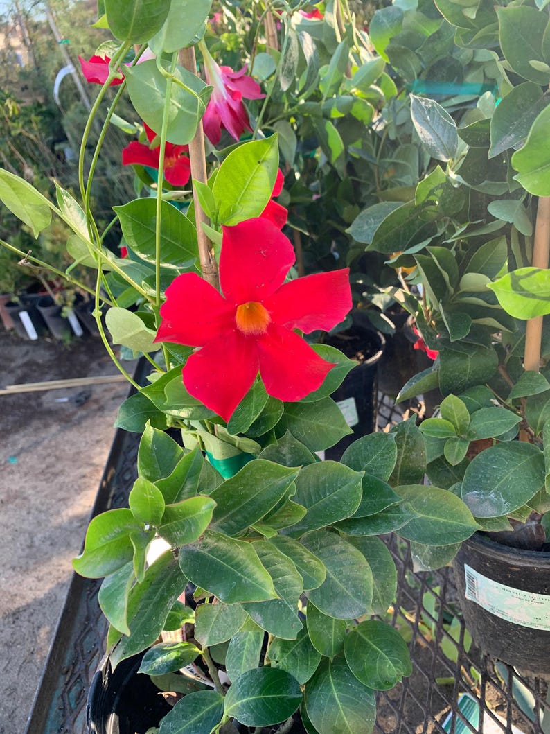 Mandevilla Bella Scarlet Live Plant 1-2 ft Climbing Vine in 6" Pot for Garden Patio Flowers