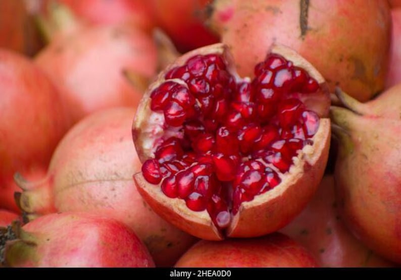 Pomegranate Plant 3 Gallon Pot - Fruit-Bearing Shrub Punica granatum 2-3 Feet Tall