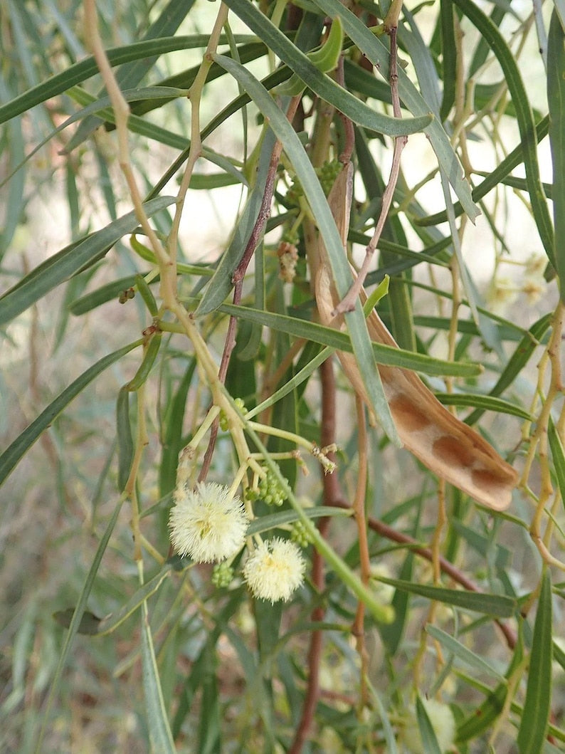 Willow Acacia Tree - 1 Gallon Pot - Acacia salicina - Fast-Growing Thornless Weeping Tree for Gardens