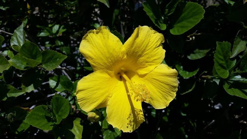 Yellow Hibiscus Live Plant in 6" Pot – Hibiscus rosa-sinensis with Bright Yellow Flowers