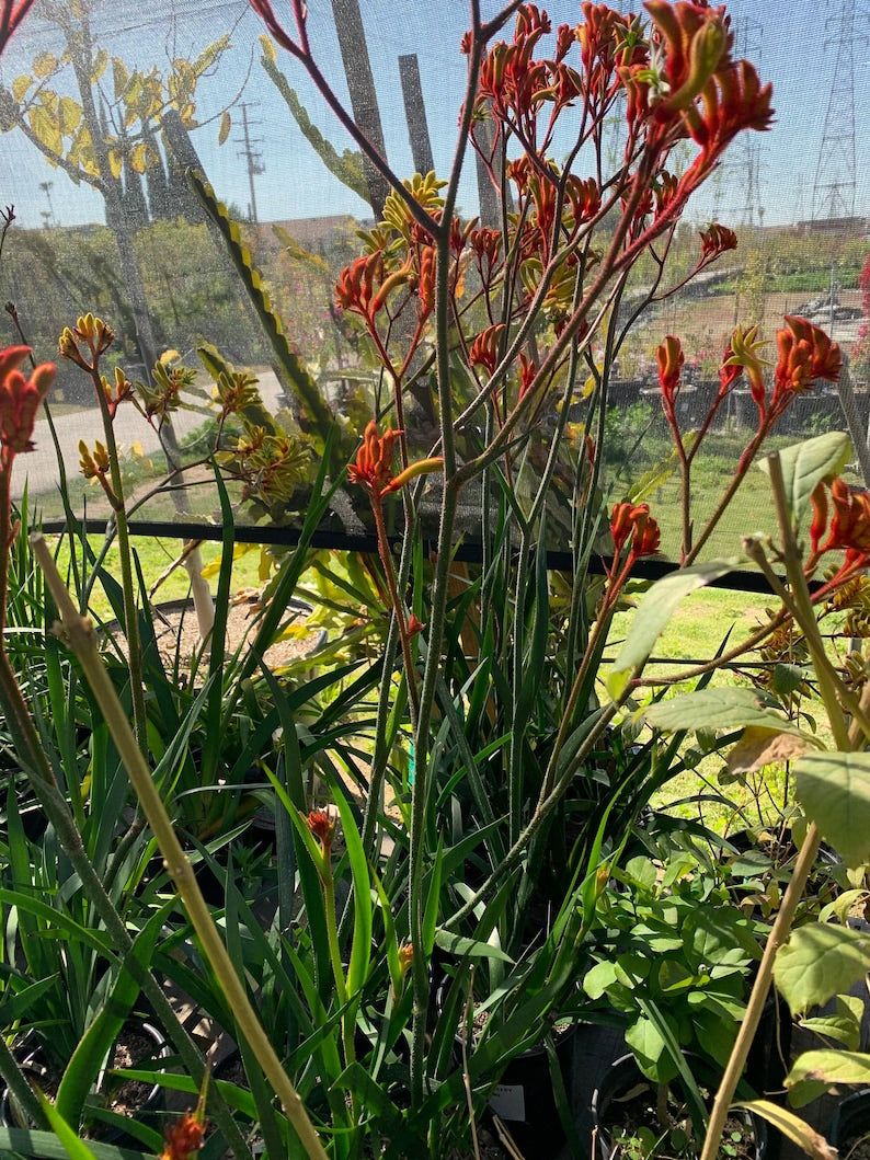 Anigozanthos Velvet Amber Live Plant in 1-Gallon Pot – Kangaroo Paw Flowering Plant for Gardens & Landscapes