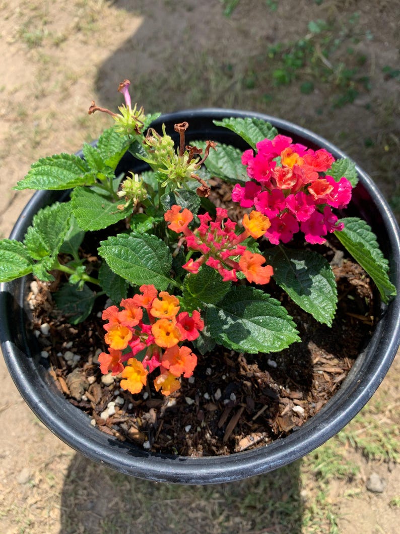 Lantana Cherry Sunrise Live Plant in 1-Gallon Pot – Vibrant Yellow & Orange Flowers – Lantana camara for Garden & Patio