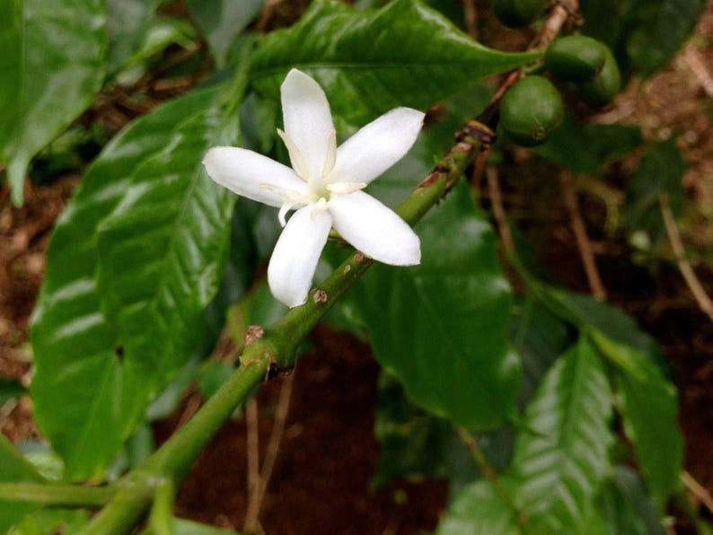 Arabica Coffee Plant - 4" Pot with Glossy Green Foliage, Jasmine Flowers, Coffea arabica, Indoor/Outdoor Growing