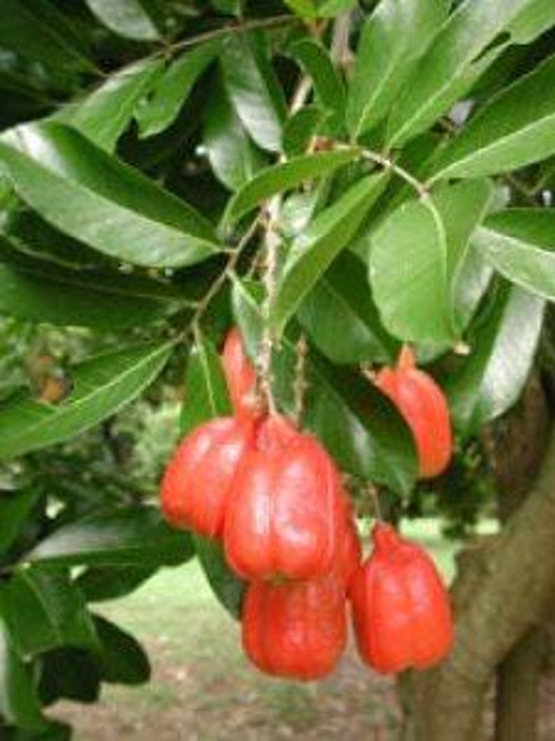 Akee Tree in 3-Gallon Pot | Blighia sapida | Fast-Growing Evergreen with Nutty Fruit