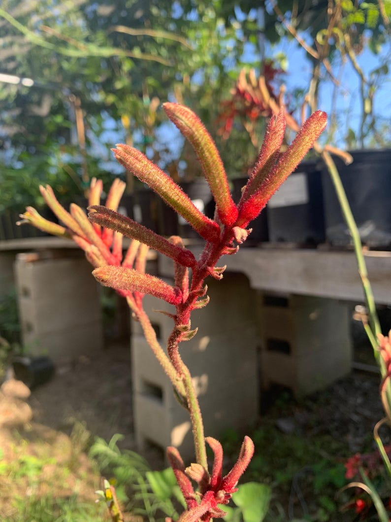 Kangaroo Paw Plant - Anigozanthos Regal Velvet - Medium Size, Ink Spot Resistant, Velvet Range Series, Live Plant
