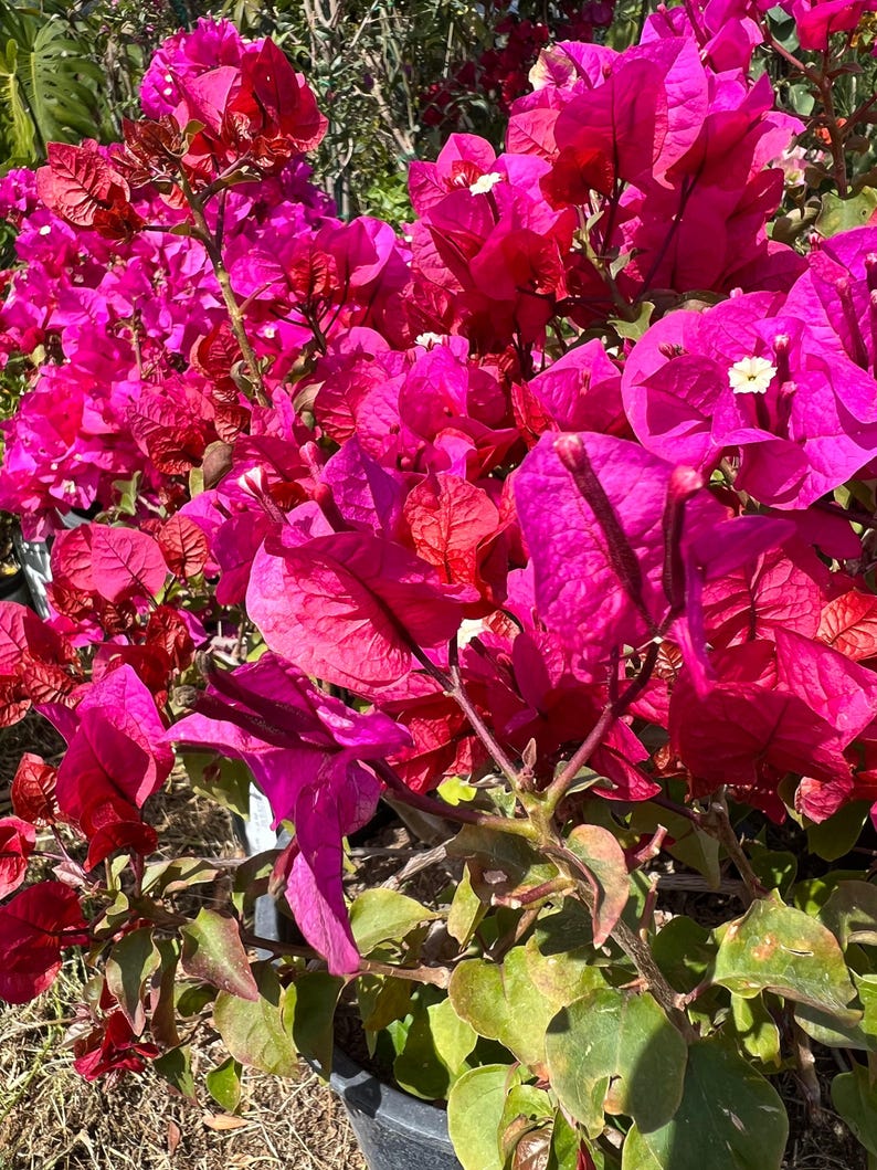 Bougainvillea Plant in 3-Gallon Pot | Temple Fire Variety | Tropical Flowering Bush | Bougainvillea spp.