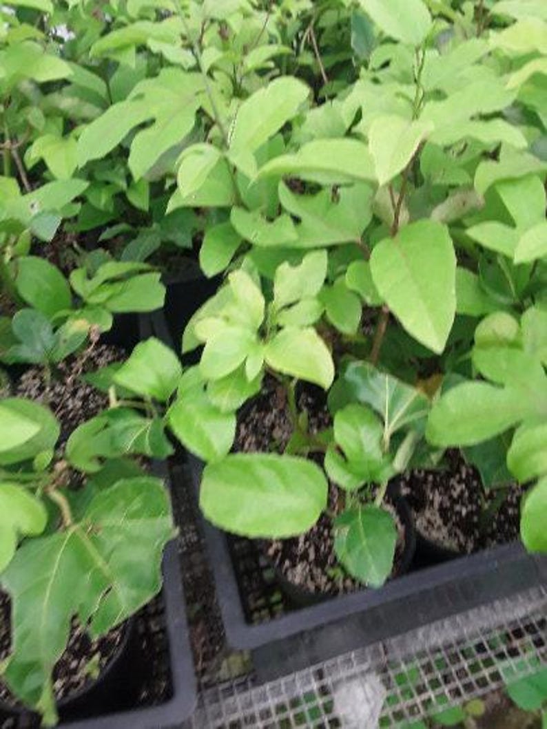 Yellow Passion Fruit Starter Plant in 3" Pot, Passiflora edulis f. flavicarpa, Climbing Vine, Fruiting Plant