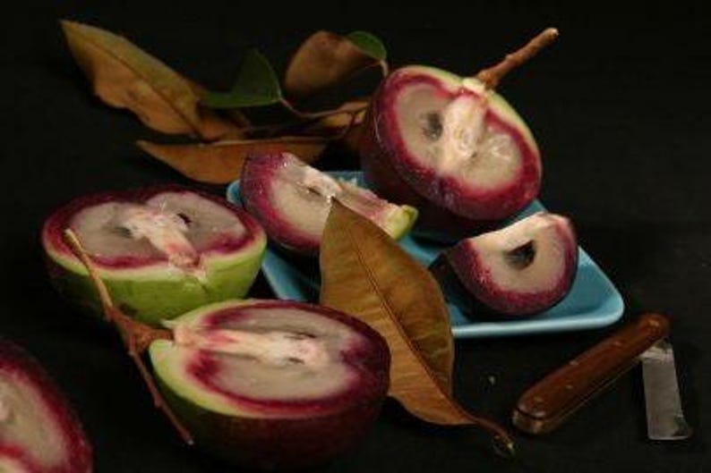 Caimito Plant Seedling in 6" Pot - Chrysophyllum cainito - Purple & Green Tropical Fruit Tree for Garden or Patio