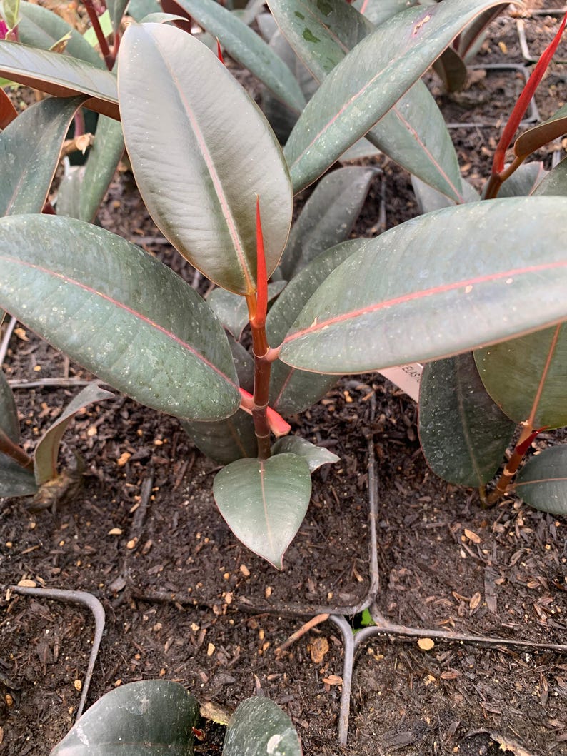 Ficus elastica 'Burgundy' Starter Plant in 4" Pot – Rubber Plant with Deep Burgundy Leaves – Indoor Houseplant for Home & Office
