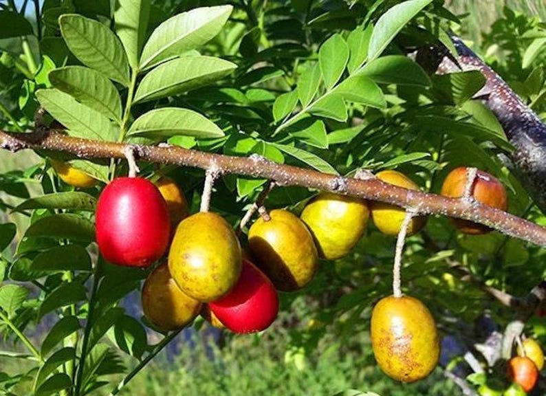 Hog Plum Plant 3-Gallon Pot | Edible Fruit Tree | Spondias Purpurea | Tropical Garden Tree | 2-3 Feet Tall