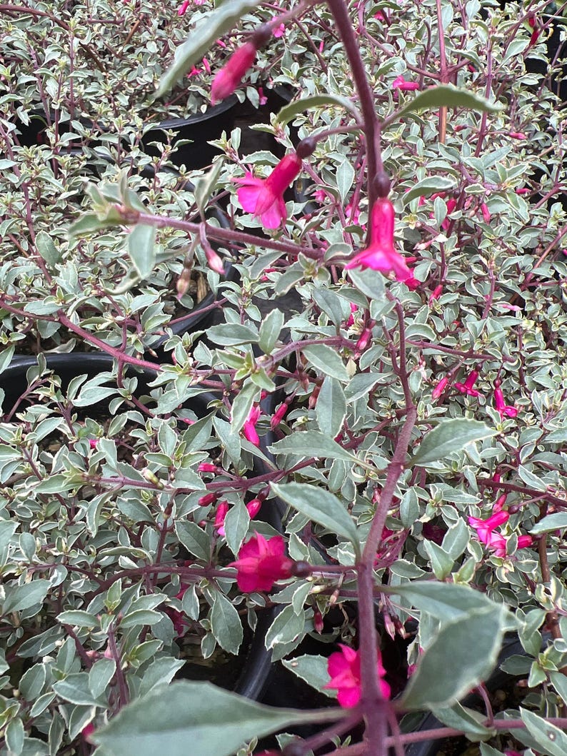 Variegated Fuchsia Plant 6" Pot | Fuchsia thymifolia 'Varigate' Live Plant for Garden & Indoor