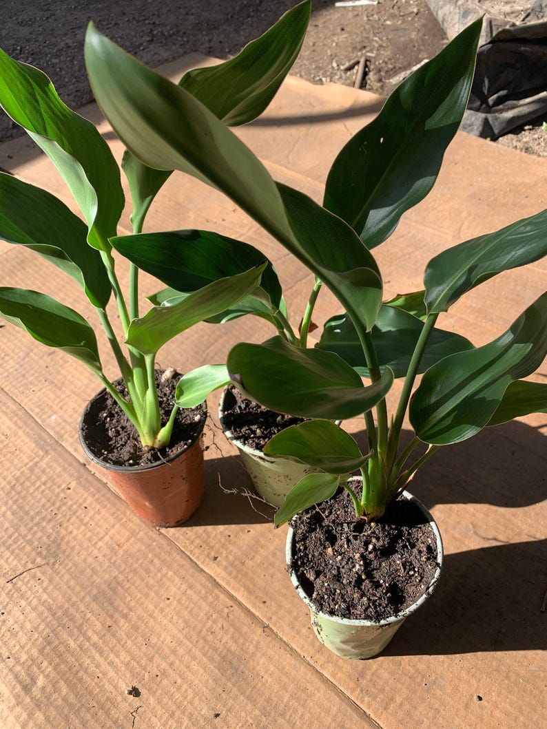 Bird of Paradise Plant - 6" Live Strelitzia regina Tropical Indoor Houseplant