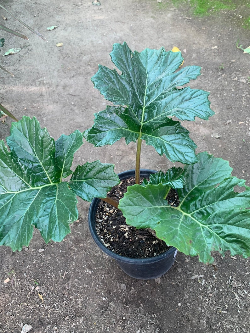 Bear's Breeches Live Plant in 6" Pot | Acanthus mollis | Hardy Perennial for Gardens & Landscaping