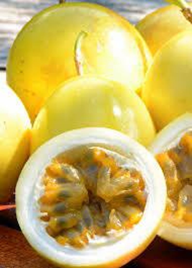 Yellow Passion Fruit Plant in 6" Pot, Passiflora edulis, Self-Pollinating with Frilly Flowers, Vining Support Plant