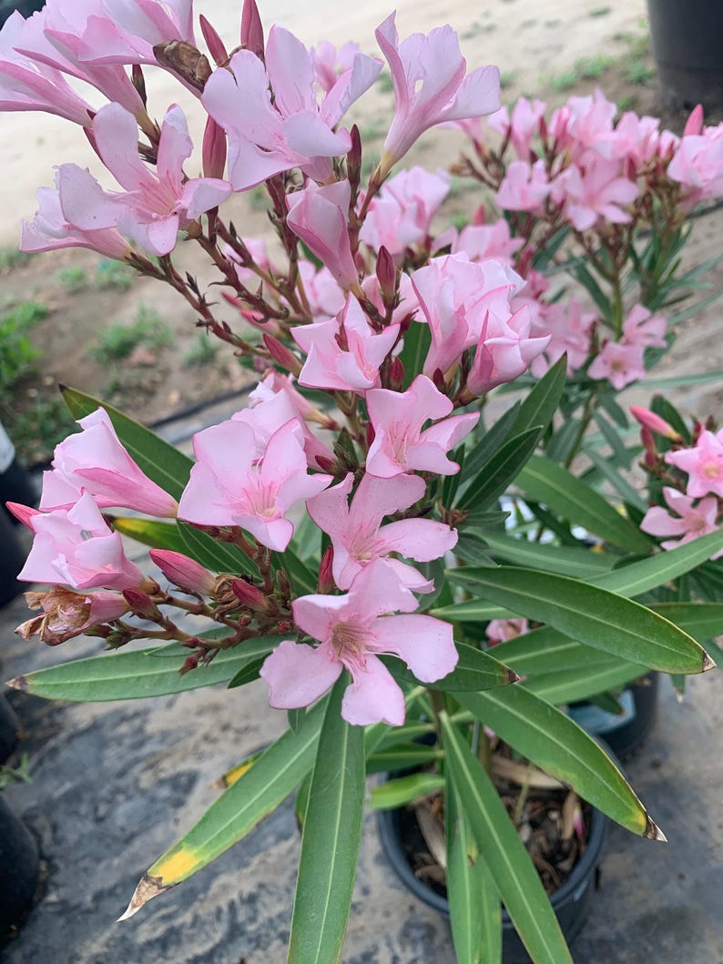 Nerium Oleander Live Plant in 6" Pot – Petite Pink Flowering Evergreen Shrub for Full Sun