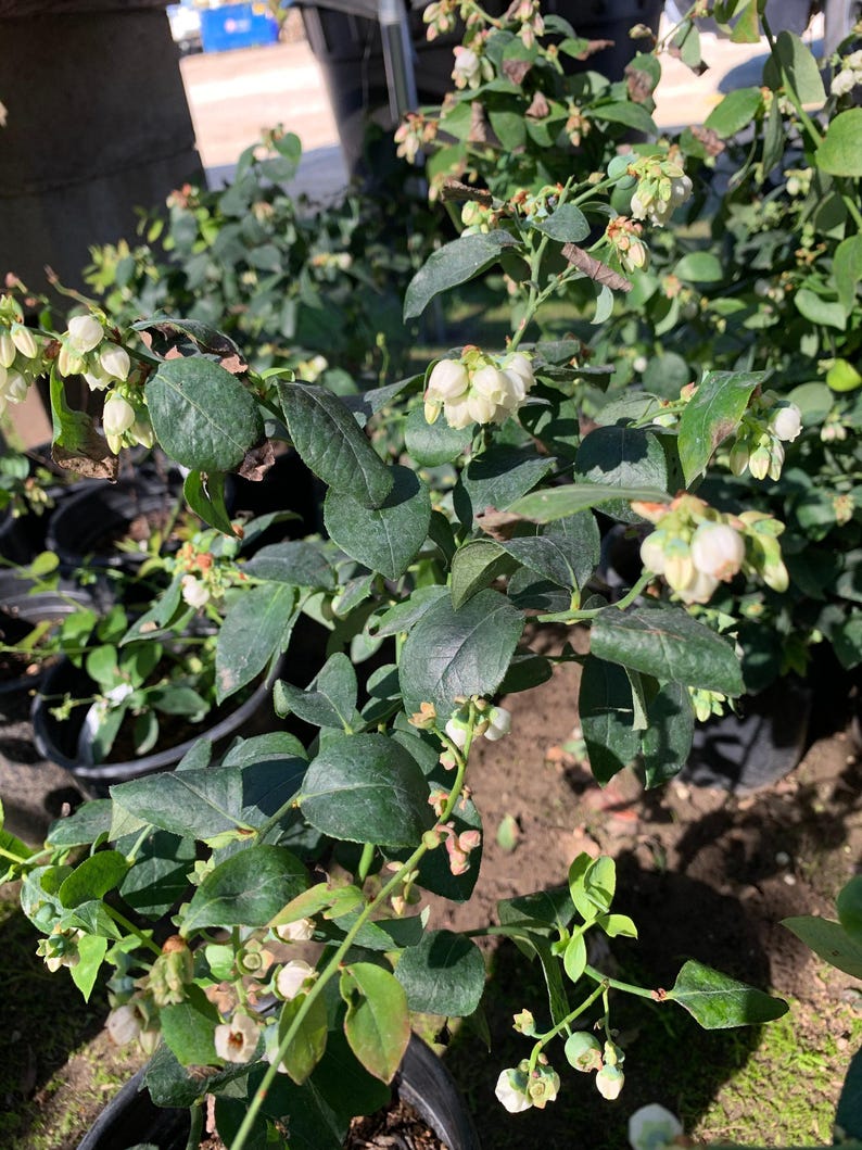 Live Blueberry Plant in 1-Gallon Pot | Vaccinium corymbosum 'Biloxi' Southern Highbush Blueberry