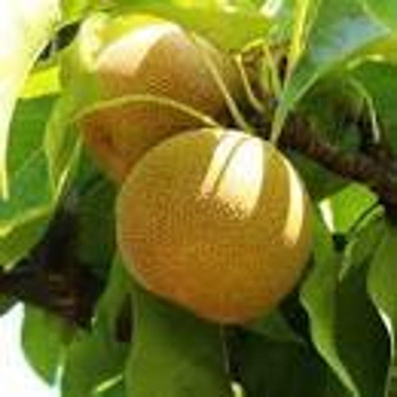 Shinseiki Asian Pear Tree 3-Gallon Pot, Crisp Yellow Fruit, Pyrus pyrifolia, Ornamental & Edible Garden Tree