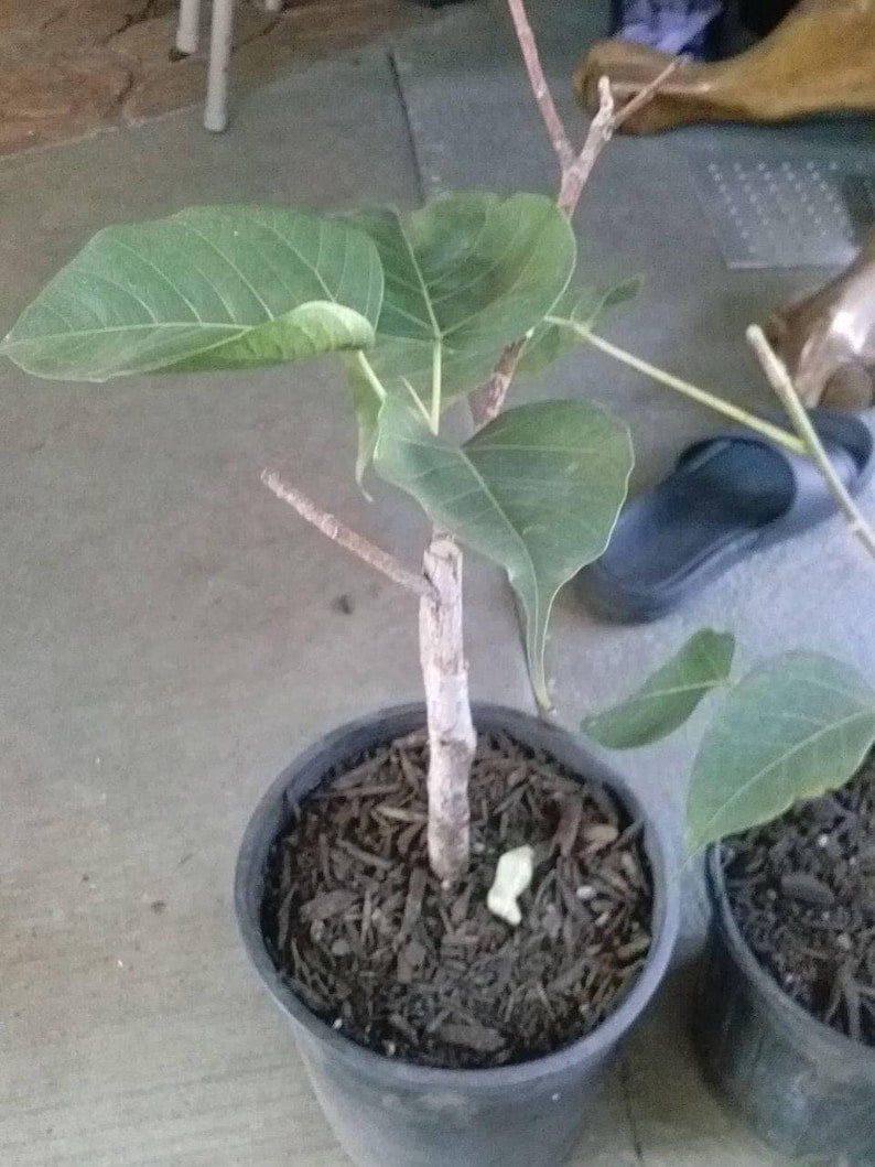 Bodhi Plant Ficus Religiosa Live Sacred Fig Tree in 6" Pot – Rare Bonsai for Home Decor & Spiritual Practices