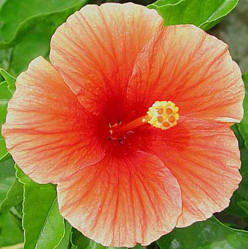 Florida Sunset Hibiscus Live Plant in 1-Gallon Pot, Pink Flowers with Peach Edges, Hibiscus rosa-sinensis, Garden & Patio Plant