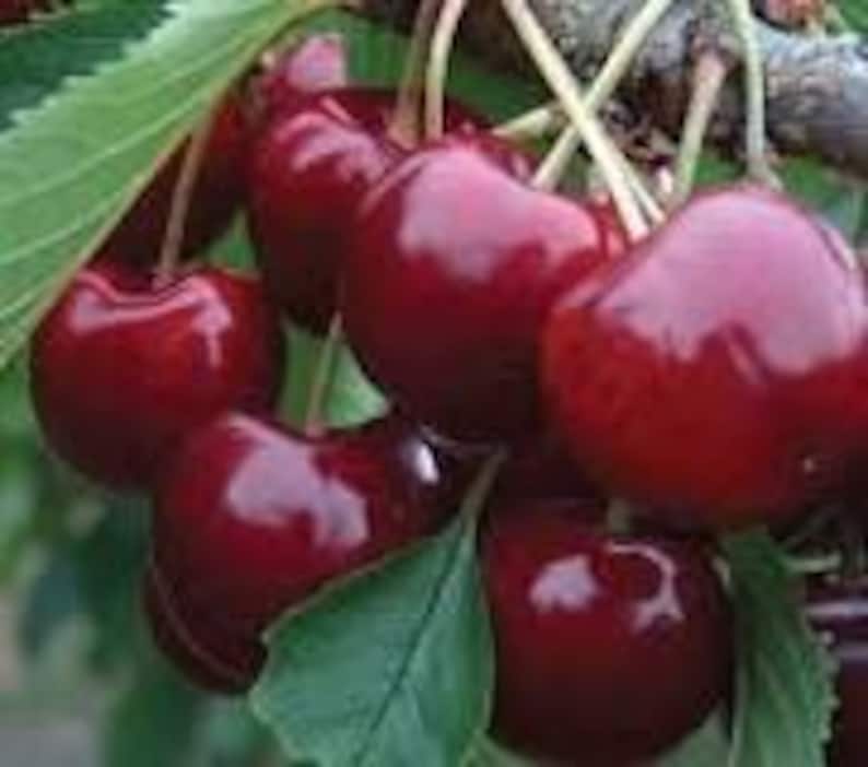 Cherry Tree 3-Gallon Pot Lapins Variety Self-Pollinating Sweet Prunus avium
