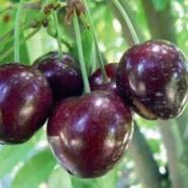 Cherry Tree Stella - Potted Self-Fertile Sweet Cherry Prunus avium 'Stella' - Compact 2-3 ft Plant