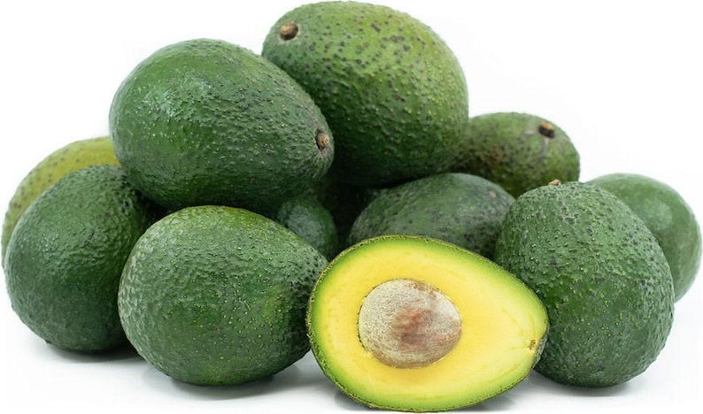 Gwen Avocado Tree - 1 ft Grafted Plant - Persea americana - Compact, Fruit-Producing, Container-Friendly