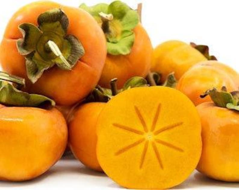 Fuyu Persimmon Tree Grafted 3-Gallon Pot Non-Astringent Diospyros kaki 2-3 Feet Tall Fruit Tree