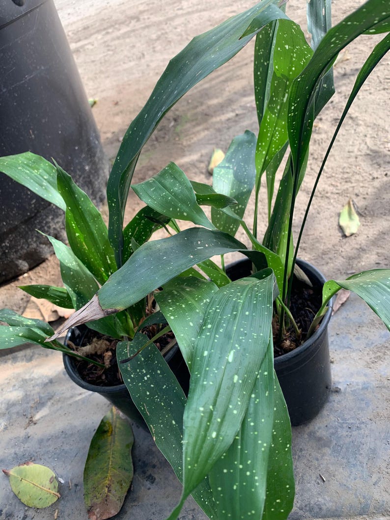 Cast Iron Plant Milky Way Live Indoor Houseplant in 6" Pot, Aspidistra elatior 'Variegata' for Low Light & Drought Tolerance