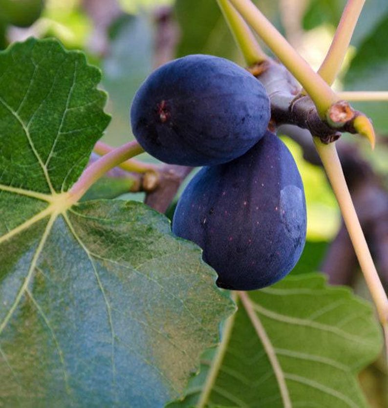 Fig Plant - 1-2ft Live Mission Variety Ficus carica Heirloom Dark Purple Black Fruit in 6" Pot