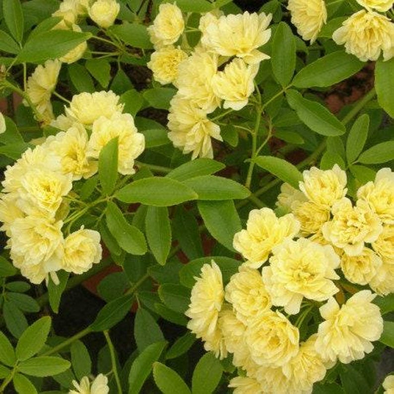 Climbing Rose 3-Gallon Pot Rosa Banksiae 'Lutea' Yellow Flowering Plant for Garden, Hardy, Fragrant, 3-4 Feet Tall