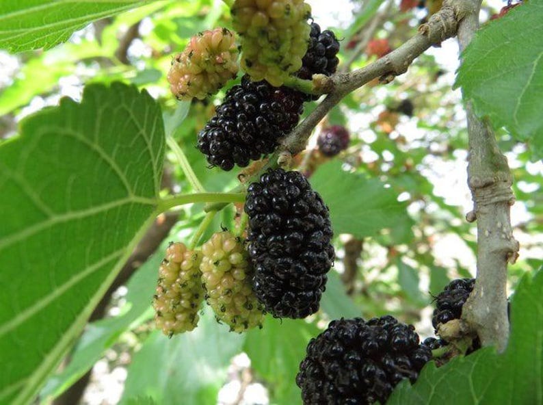 Live Mulberry Plant in Pot - Black Beauty Morus nigra - 2-3 ft Deciduous Fruit Tree for Garden or Landscape