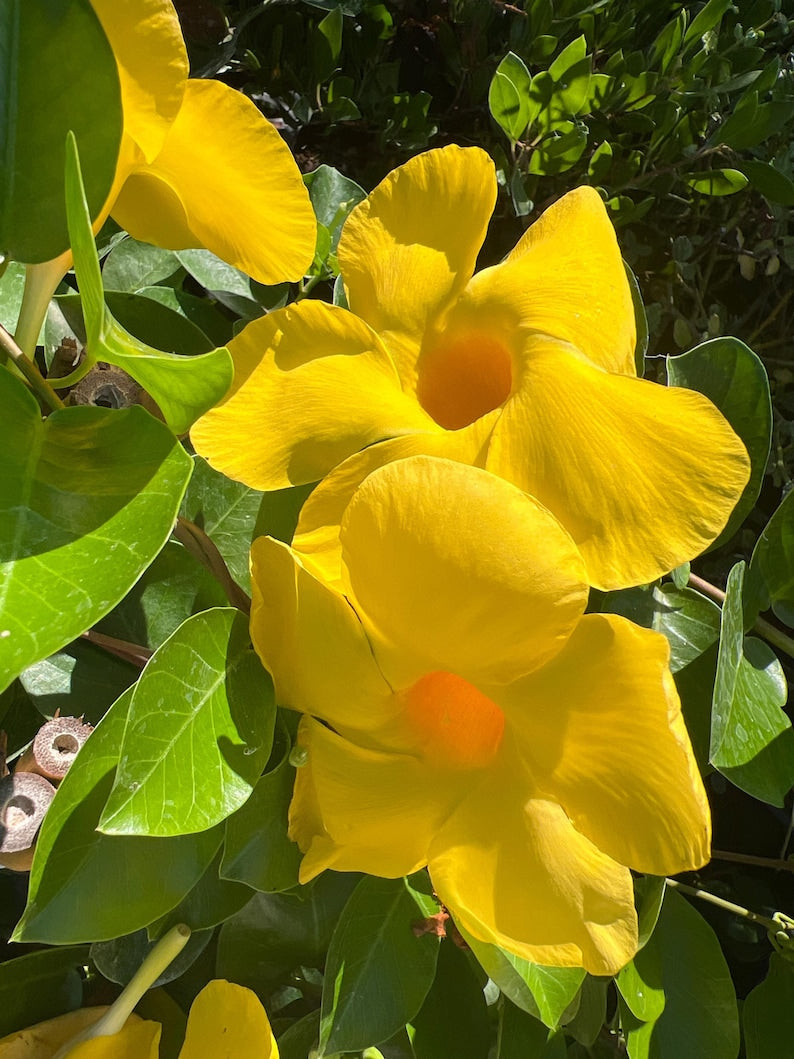 Opal Yellow Dipladenia Live Plant in 1-Gallon Pot, Mandevilla x hybrida, Vining, Sun-Loving Garden Plant