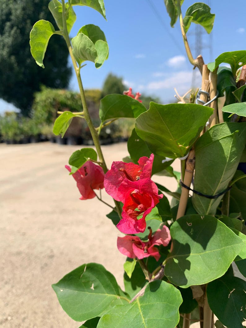 Camarillo Fiesta Bougainvillea Live Plant 6-Inch Pot - Hot Pink to Gold Bracts - Bougainvillea glabra
