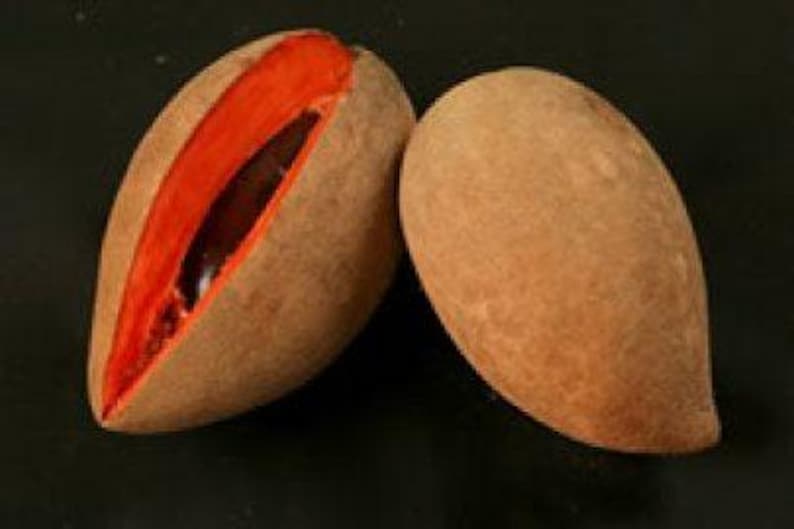 Grafted Mamey Tree in 3-Gallon Pot | Pouteria sapota | Tropical Fruit Tree for Garden