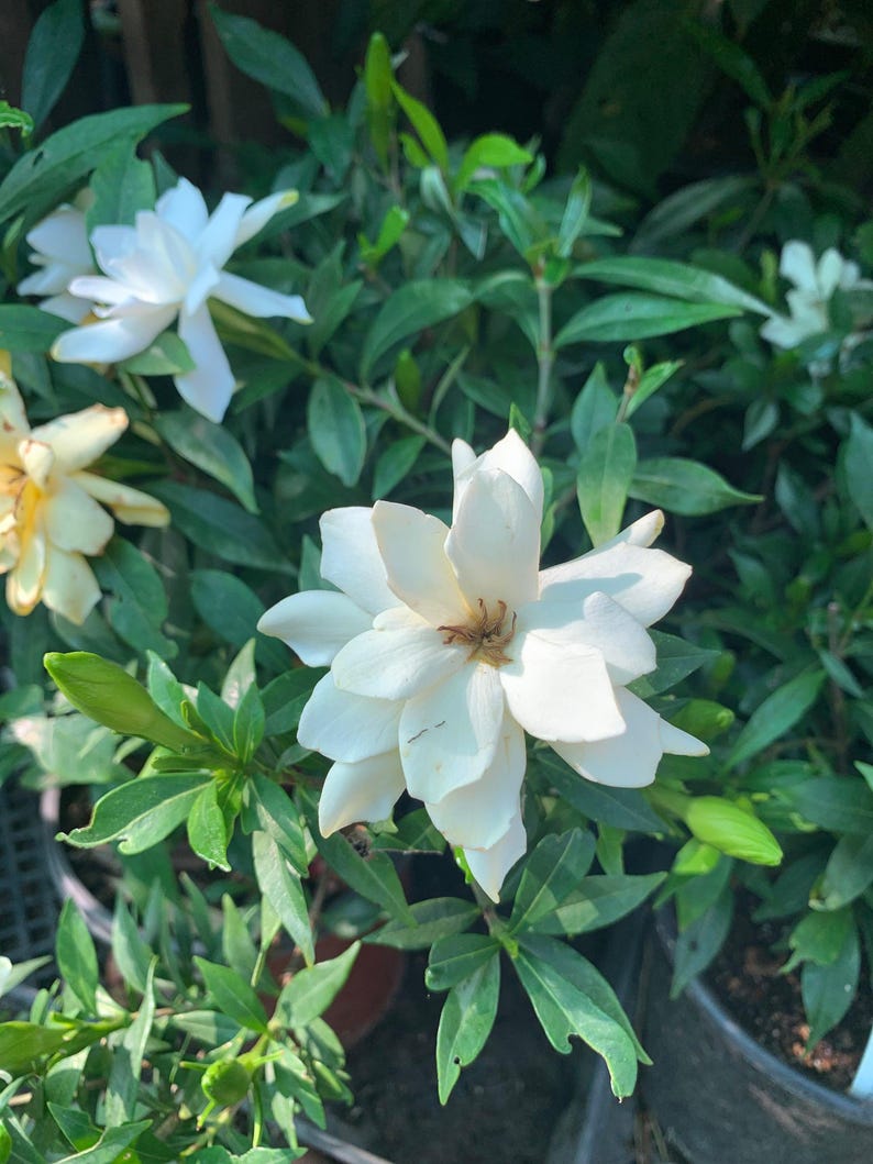 Gardenia Live Plant 6" Pot - Fragrant White Flowers, Frost Proof, Dark Green Leaves, Gardenia jasminoides