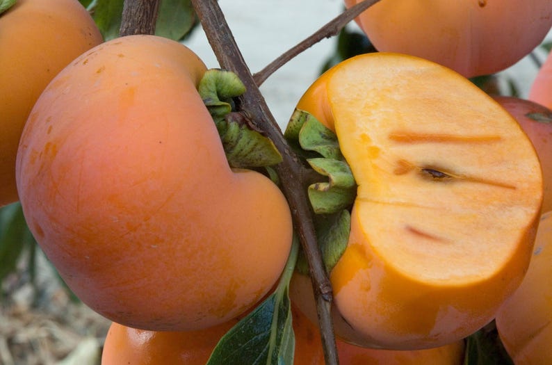 Giant Fuyu Persimmon Tree - 2ft Grafted Diospyros kaki - Sweet Non-Astringent Fruit in 3-Gallon Pot