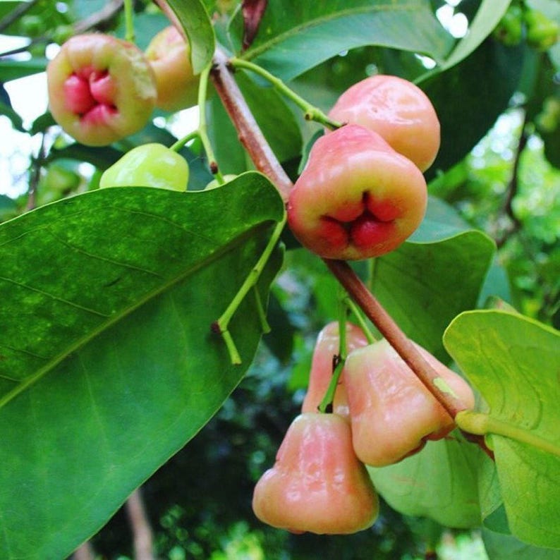 Wax Apple Plant - 1-2 Feet Tall in 6" Pot - Syzygium Javanicum Tropical Fruit Tree for Garden or Patio
