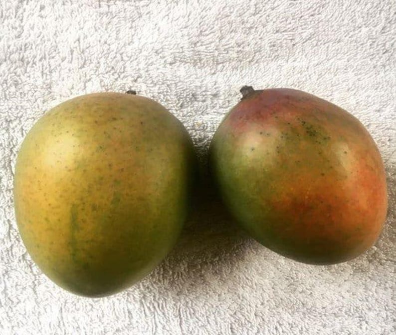 Grafted Sugar Loaf Mango Tree - 1ft Live Plant in 6" Pot - Mangifera indica - Tropical Fruit Tree