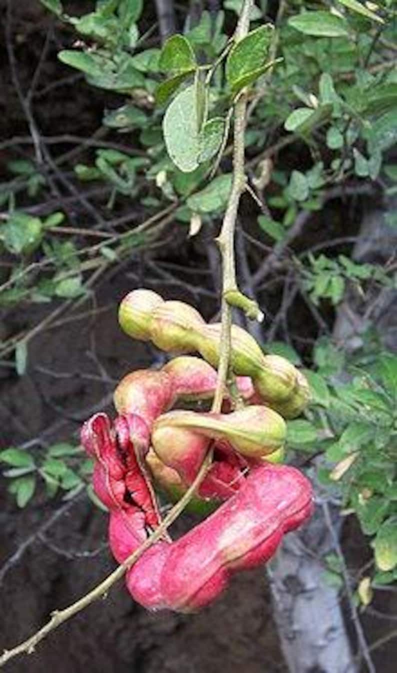 Guamuchil Plant - 1 ft in 6" Pot | Pithecellobium dulce Edible Pods Shade Tree Hardy Varieties