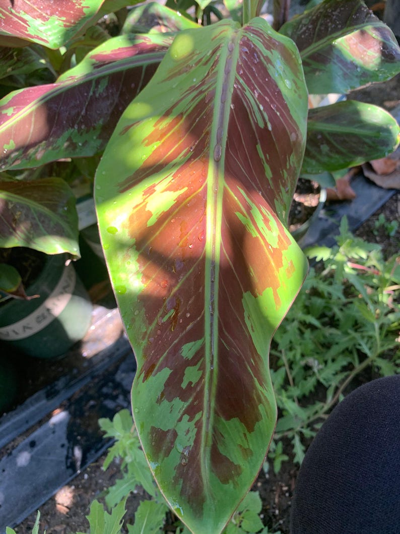 Blood Banana Live Plant 1-1.5 ft in 6" Pot | Exotic Blue-Green Mottled Leaves | Musa acuminata 'Blood Banana'