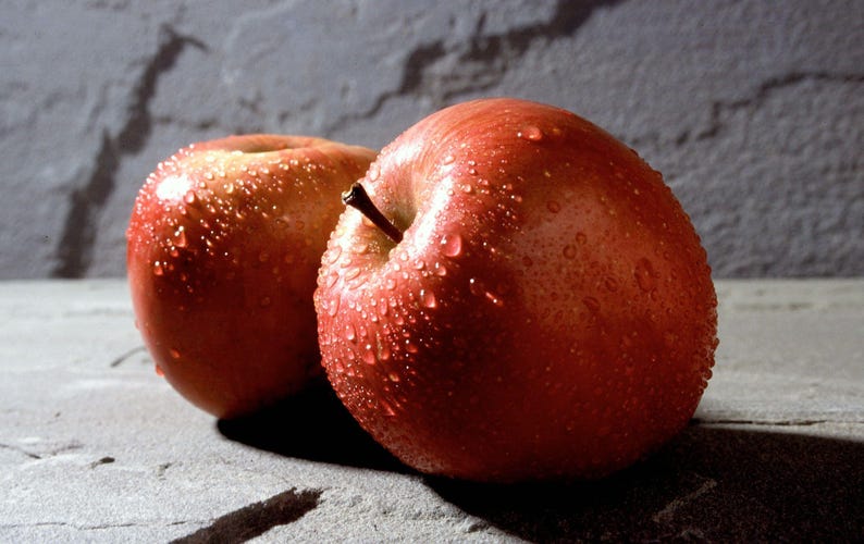 Fuji Apple Tree - Low Chill, Self-Fruitful, 3 Gal Pot - Malus domestica
