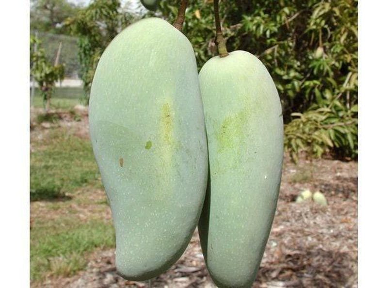 Grafted Brahm Kai Meu Mango Tree – 3-4 Feet Tall in 3-Gallon Pot – Mangifera indica – Green Fruit Variety