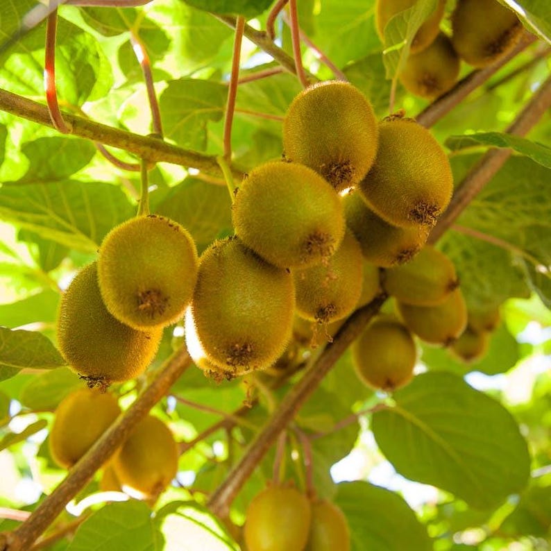 Vincent Kiwi Live Plant 1-2 ft Actinidia deliciosa Vigorous Female Vine for Milder Climates in 6" Pot