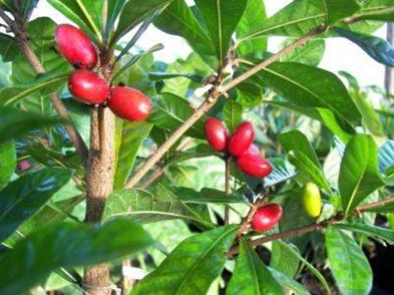 Miracle Fruit Plant 1-2 ft Synsepalum dulcificum in 3-Gallon Pot Taste-Transforming Shrub