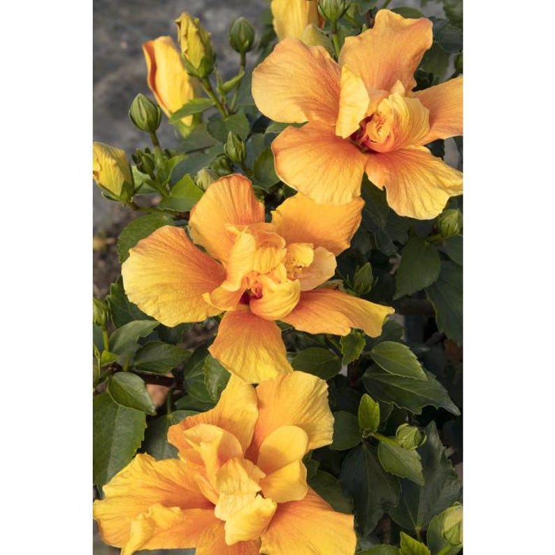 Hibiscus Live Plant 1 Gallon Crown of Bohemia Hibiscus syriacus Flowering Shrub for Garden or Container