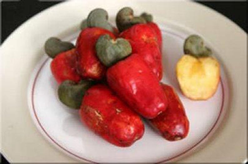 Cashew Tree in 3-Gallon Pot, Anacardium occidentale, Nut & Fruit Plant, Fast Growing, Sweet Cashew Apples