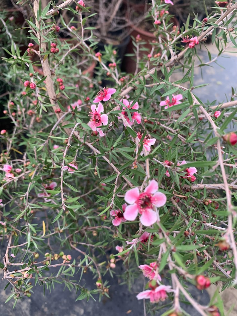 Leptospermum 'Helene Strybing' Pink Single Flower Plant in 1-Gallon Pot, Australian Tea Tree, Drought-Tolerant Shrub